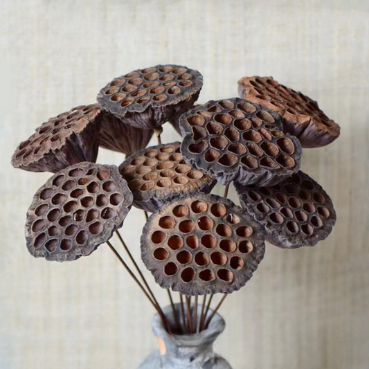 Bouquet of Natural Dried Lotus Flowers