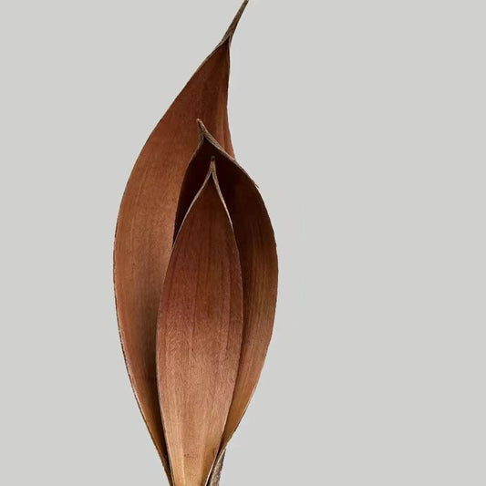 Dried Cocoa Leaves