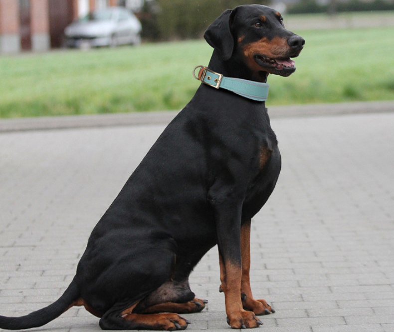 Hemp Leather Pet Collar for Large, Medium, and Small Pets