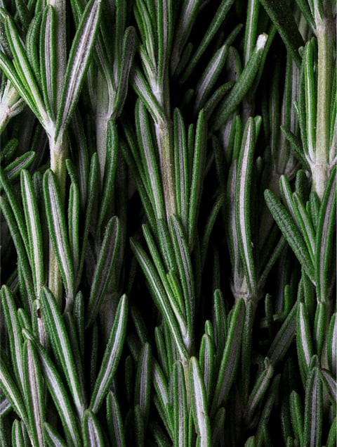 Rosemary Hair & Scalp Strengthening Oil